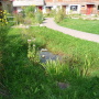 Mini Teich im Hinterhof